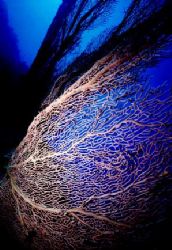 blu gorgonia by Sergio Loppel 